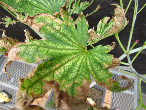 27 Year Old Variegated Japanese Maple Specimen Bonsai Tree