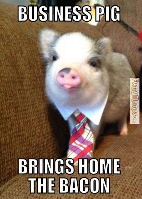 Animal memes business pig | Cute piggies, Funny animals, Funny animal pictures