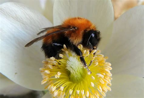 All About Insects: Bumblebee (18 Pics) - PetTime