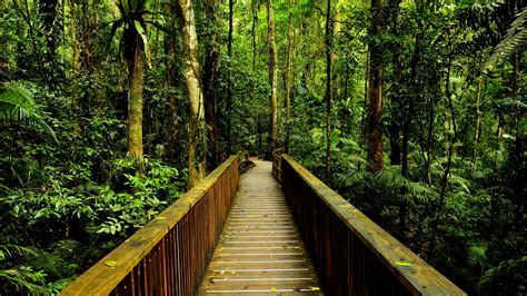 Awesome Amazon Rainforest Wallpaper | Full HD Pictures