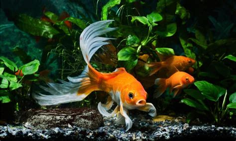 10 Gorgeous Orange Colored Fish (With Pictures!) - A-Z Animals