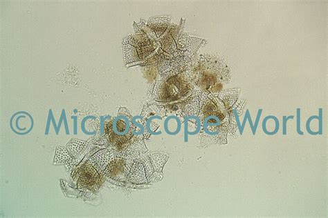 Microscope World Blog: Phytoplankton under the Microscope