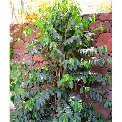 Buy Coffea canephora - Robusta coffee with Canarius