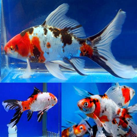 Aquarium Central -Goldfish - KOI Comet Red, Black & White (Carassius ...