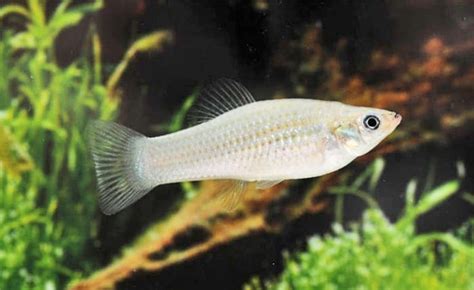 43 Types of Molly Fish - Varieties and Care Guide