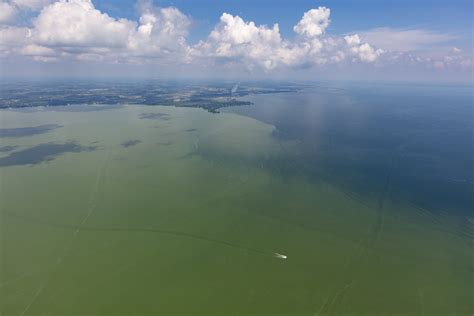 Smaller Harmful Algal Bloom Predicted for Western Lake Erie in Summer 2021 - NCCOS Coastal ...