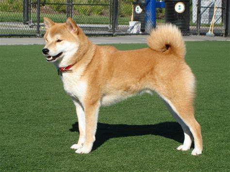 Shiba Inu - Simple English Wikipedia, the free encyclopedia