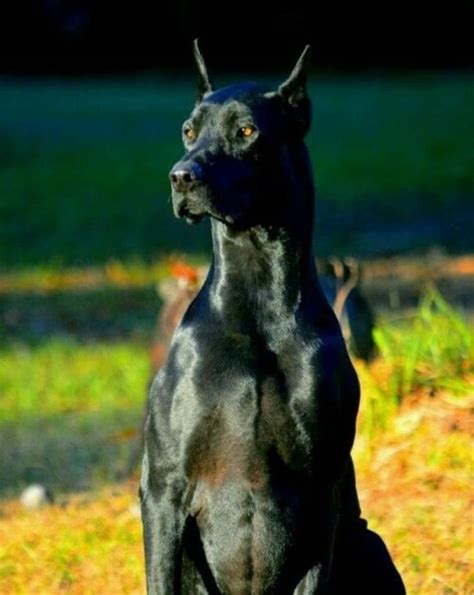 All the Colors and Types of the Doberman Pinscher – Doberman Planet ...