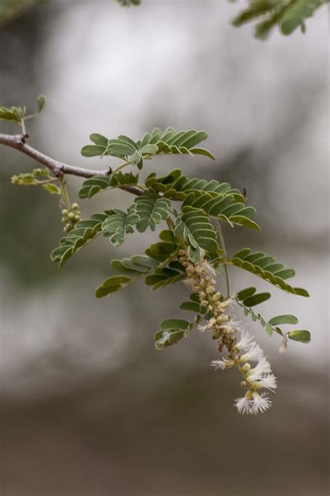 Gum arabic tree (Acacia senegal) | Feedipedia