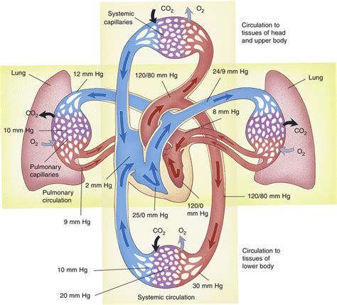 Pulmonary Blood Flow | Clinical Gate