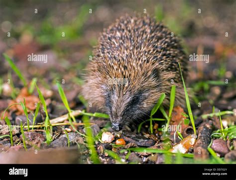 Hedgehog Feeding Stock Photo - Alamy