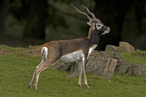 Blackbuck Antelope Photograph by Paul Scoullar | Fine Art America