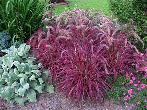 Growing Purple Fountain Grass – How To Take Care Of Purple Fountain Grass - Dummer. ゛☀ - Garden ...