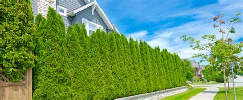 Privacy Hedges - The Best Privacy Hedges Shrubs And Trees For Privacy ...