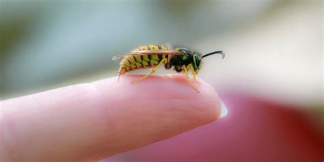 The most effective treatments and home remedies for a wasp sting