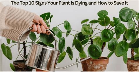 Plant Dying Signs - 10 Tips to Save Your Plant"