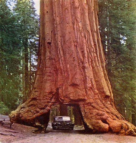 Giant Redwood Northern California