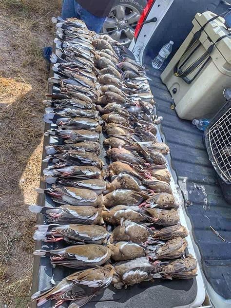 SOUTH TEXAS HUNTING OUTFITTERS | Dove Hunting