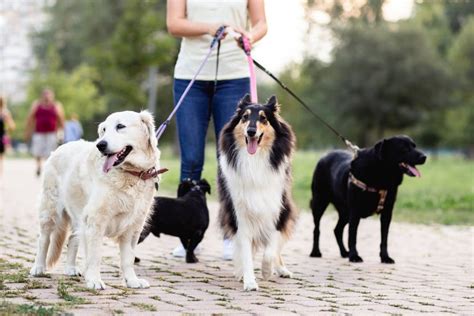 How to Walk Bigger Dogs on Dog Walks