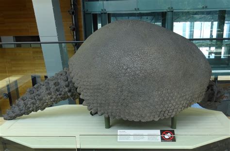 Glyptodon Facts, Habitat, Diet, Fossils, Pictures