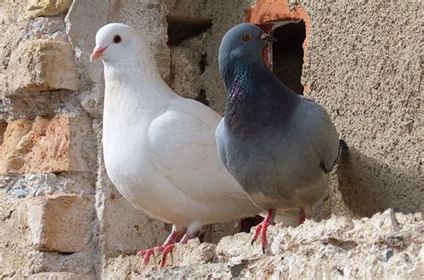 2024's 10 Dove / Pigeon Symbolism, Myths & Meaning: A Totem, Spirit ...