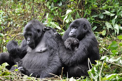 Rwanda Gorilla Groups - Gorilla Families in Volcanoes National Park