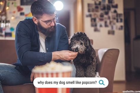 Why Does My Dog Smell Like Popcorn [5 Causes] - Oodle Life