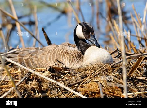 Female Canadian goose nesting atop a mound of mud, grasses and reeds. The nest is actually the ...