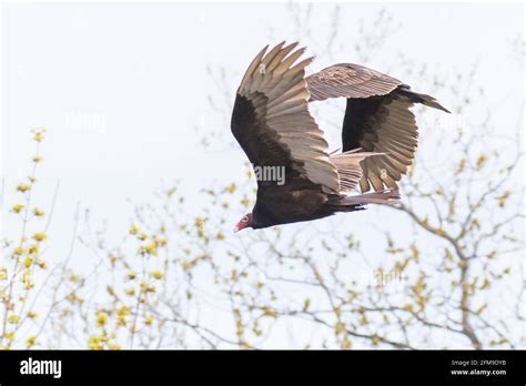 Turkey vulture (Cathartes aura) in spring migration Stock Photo - Alamy