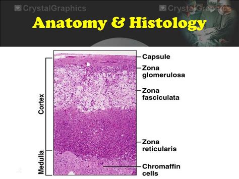 PPT - Adrenocortical carcinoma PowerPoint Presentation, free download ...