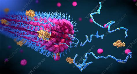 Protein folding, illustration - Stock Image - F031/1093 - Science Photo ...