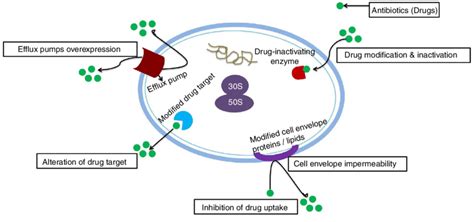 Mechanisms Of Drug Resistance Concept Map - United States Map