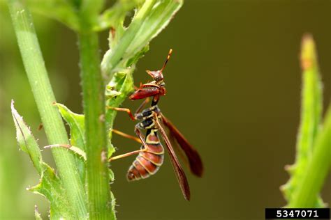 Climaciella brunnea, The Wasp Mantidfly (Mantispidae: Neuroptera)