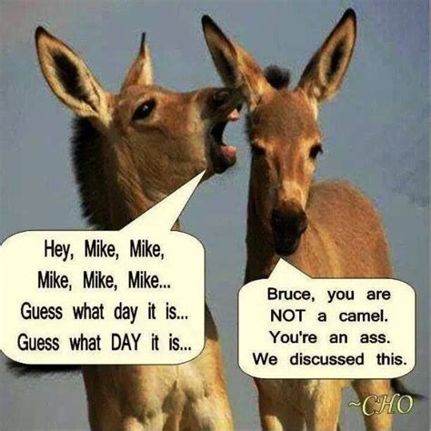 funny hump day jokes - EduardoGlover Blog