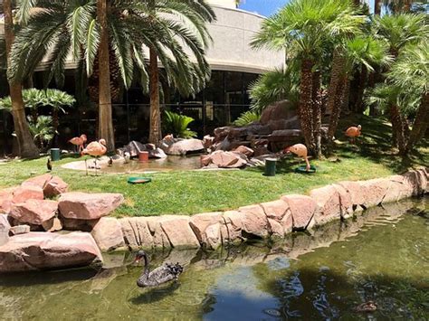 Flamingo Wildlife Habitat (Las Vegas) - 2021 All You Need to Know BEFORE You Go (with Photos ...