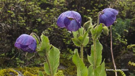 The Beauty of Blue Poppyies: A Rare and Enchanting Flower