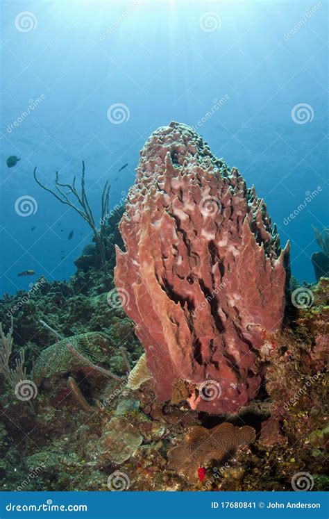 Coral reef barrel sponge stock image. Image of barrel - 17680841