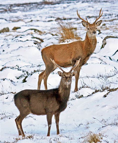 Red Deer Genetic Diversity & Hybridization | Wildlife Online