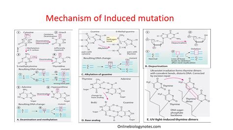 Mechanism of induced mutation: base analogs, base alteration, intercalation, pyrimidine dimer ...