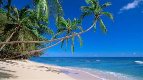 🔥 Free download Nature Fiji beaches wallpaper 1920x1080 WallpaperUP ...