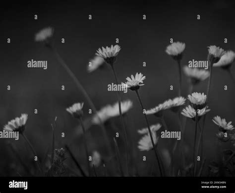 black and white daisy flower in a blur background. daisy flower close-up Stock Photo - Alamy