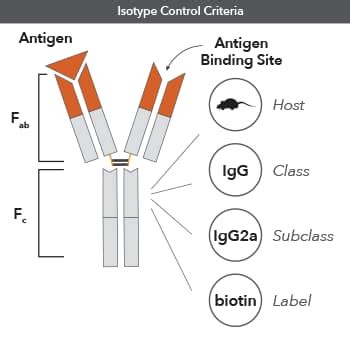 Isotype Antibodies | Bio-Techne