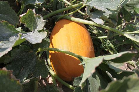 Pumpkin Ripening on the Vine. Stock Image - Image of vegetable, stems ...