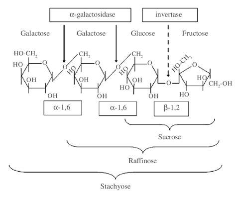 Structures of the α-galactosides raffinose and stachyose and the... | Download Scientific Diagram