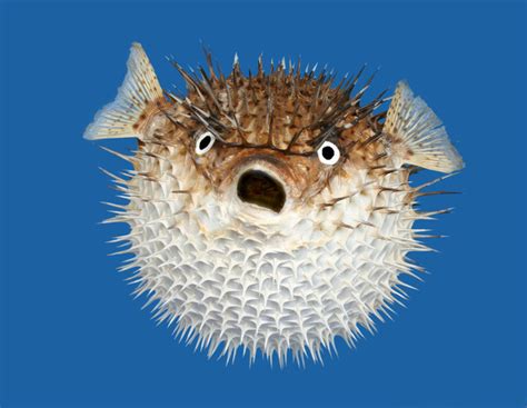 Porcupinefish photo and wallpaper. Cute Porcupinefish pictures