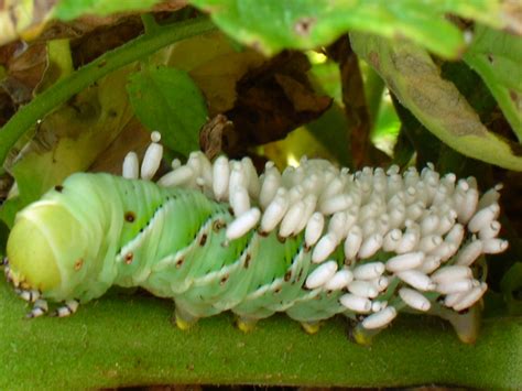 Tobacco Hornworm (Caterpillar of the Carolina Sphinx) Parasitized by ...