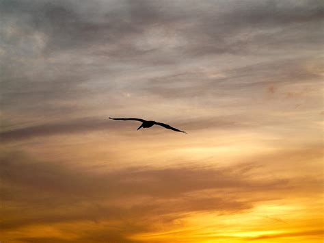 Bird Sunset Silhouette Photograph by Kareem Farooq - Fine Art America