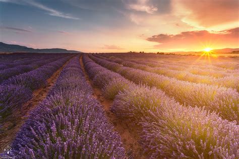 Lavender Fields, Lavender Color, Lightroom, Photoshop, Murcia, Beautiful Landscapes, Luxury ...