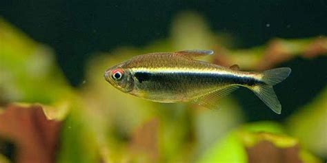 Black Neon Tetra: Complete Guide to Care, Breeding, Tank Size and Disease - The Aquarium Guide