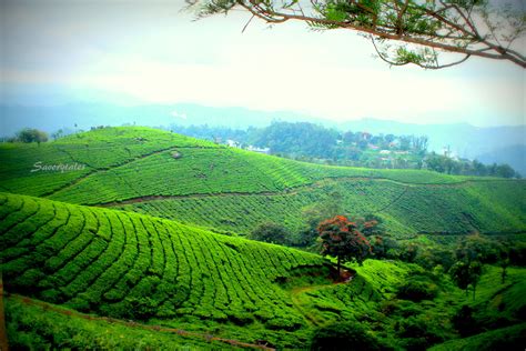 Tea Gardens, Munnar, Kerala | Savory Tales